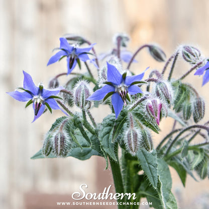 Blue Borage – 100 Seeds