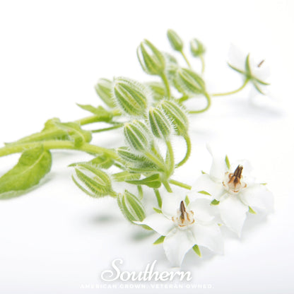 White Borage – 50 Seeds