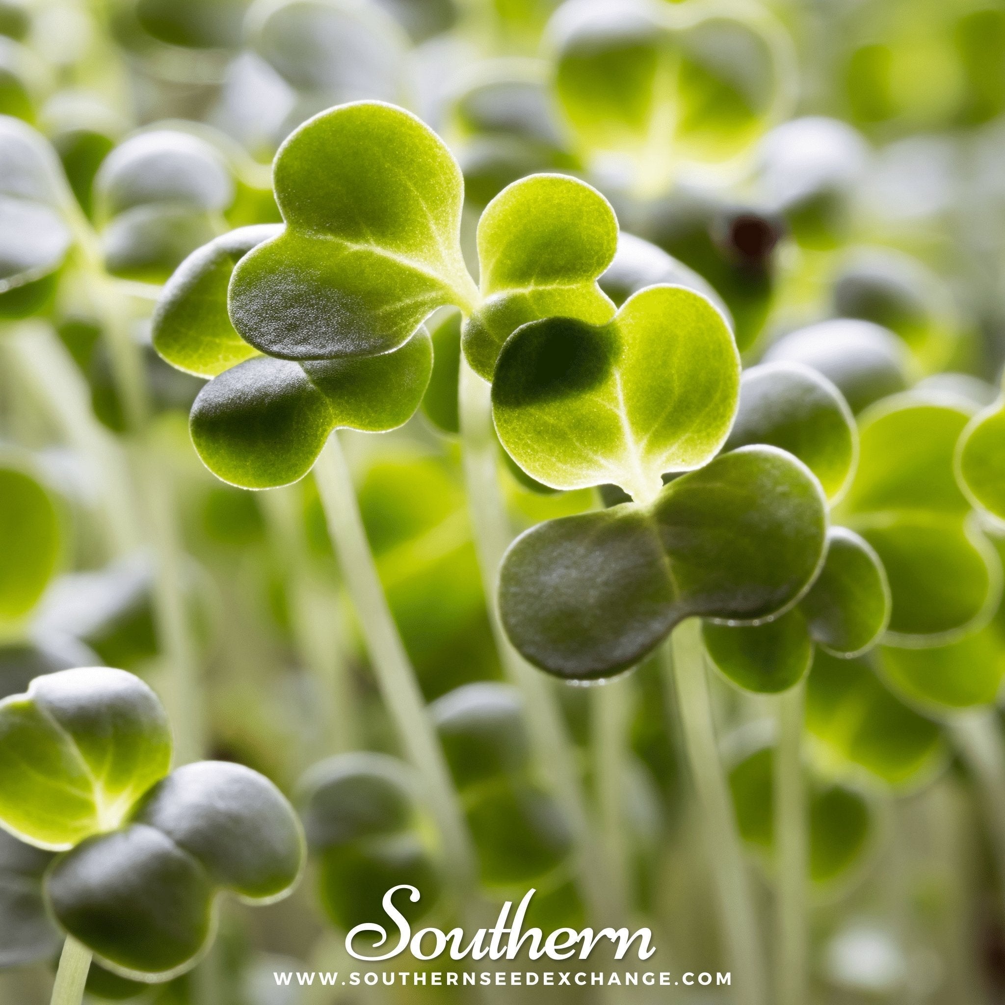 Calabrese Green Broccoli – 100 Seeds