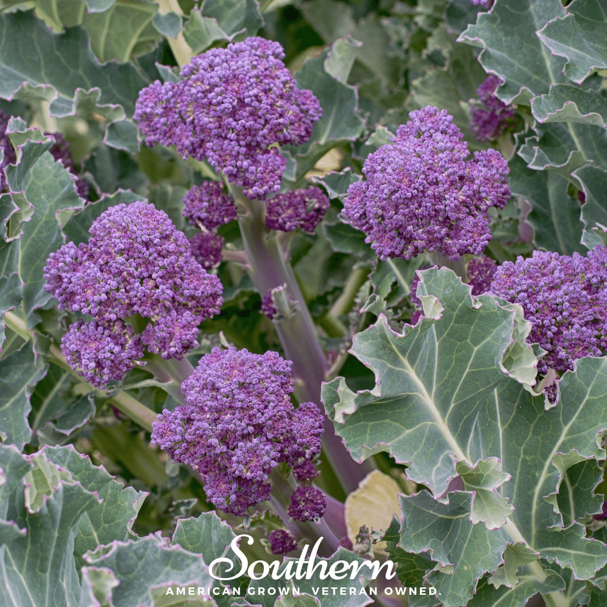 Purple Sprouting Broccoli – 100 Seeds