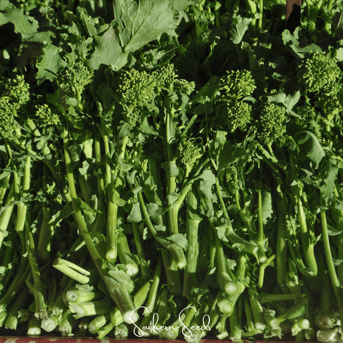 Rapini Raab Broccoli – 100 Seeds