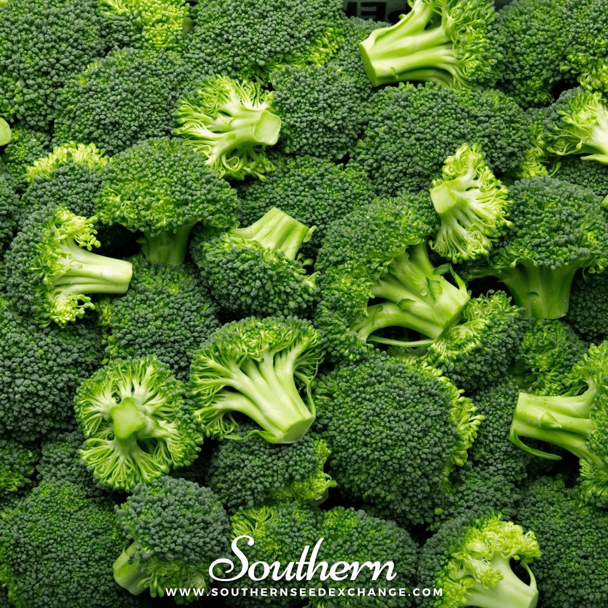 Waltham 29 Broccoli – 100 Seeds