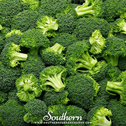 Waltham 29 Broccoli – 100 Seeds