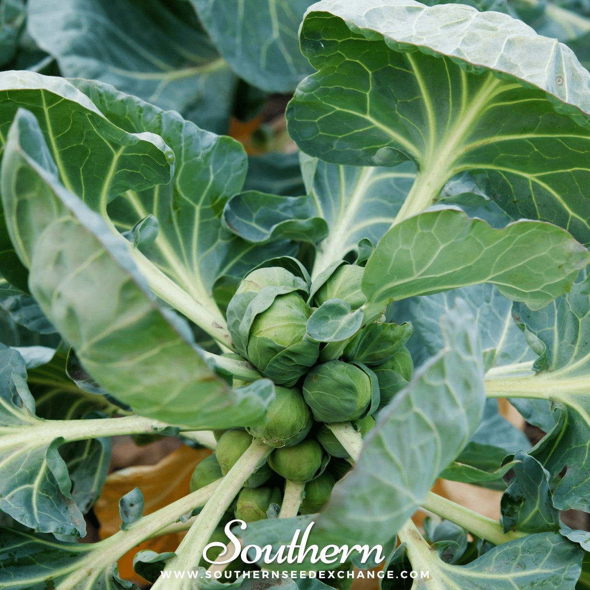 Long Island Improved Brussels Sprouts – 250 Seeds