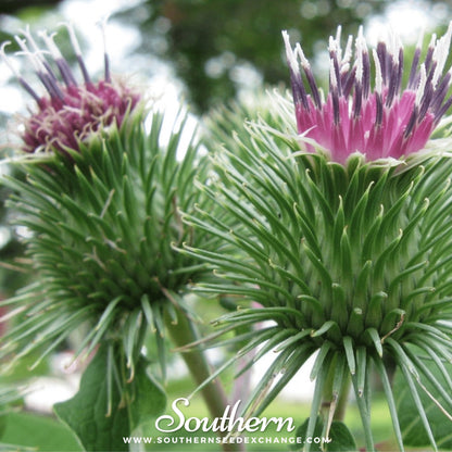 Burdock – 50 Seeds