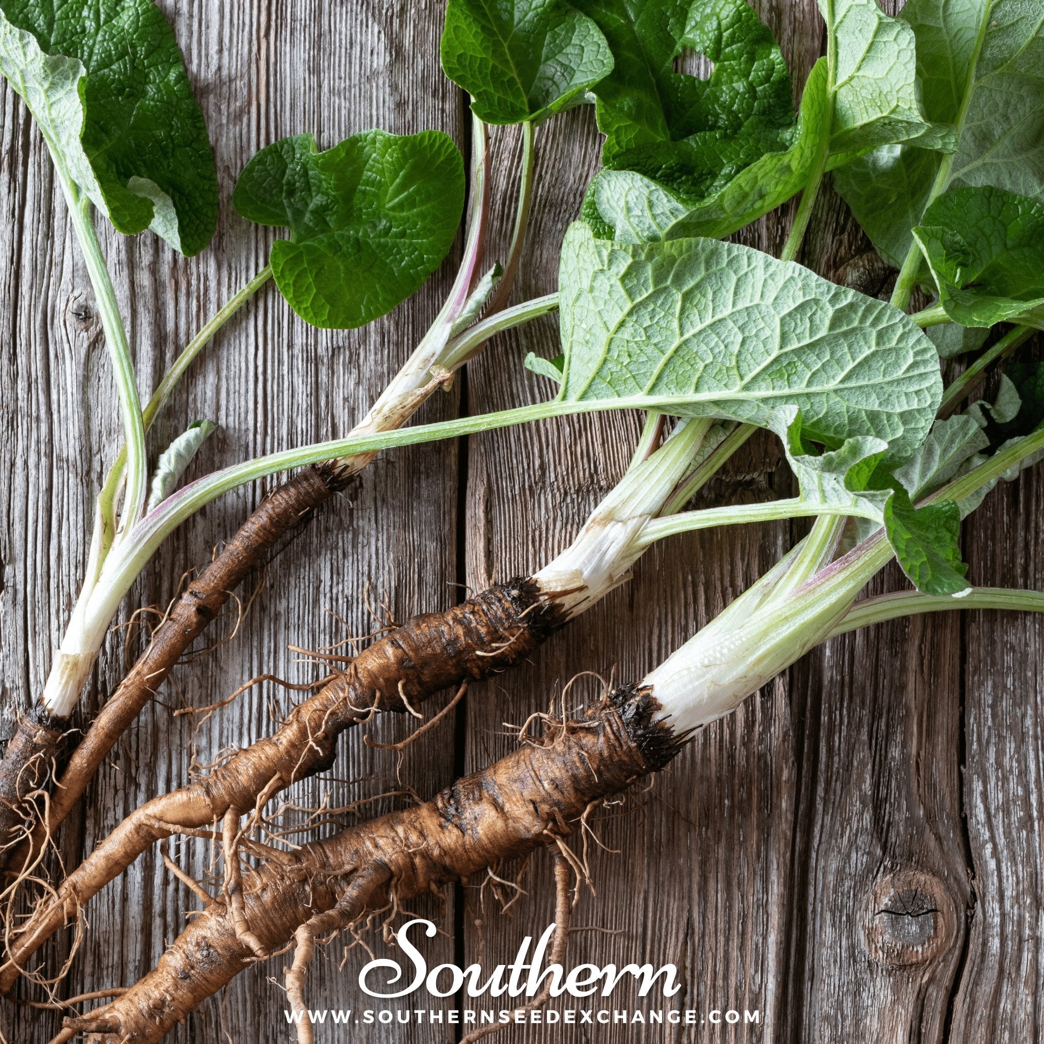 Burdock – 50 Seeds