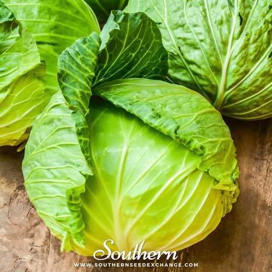 Brunswick Cabbage – 100 Seeds