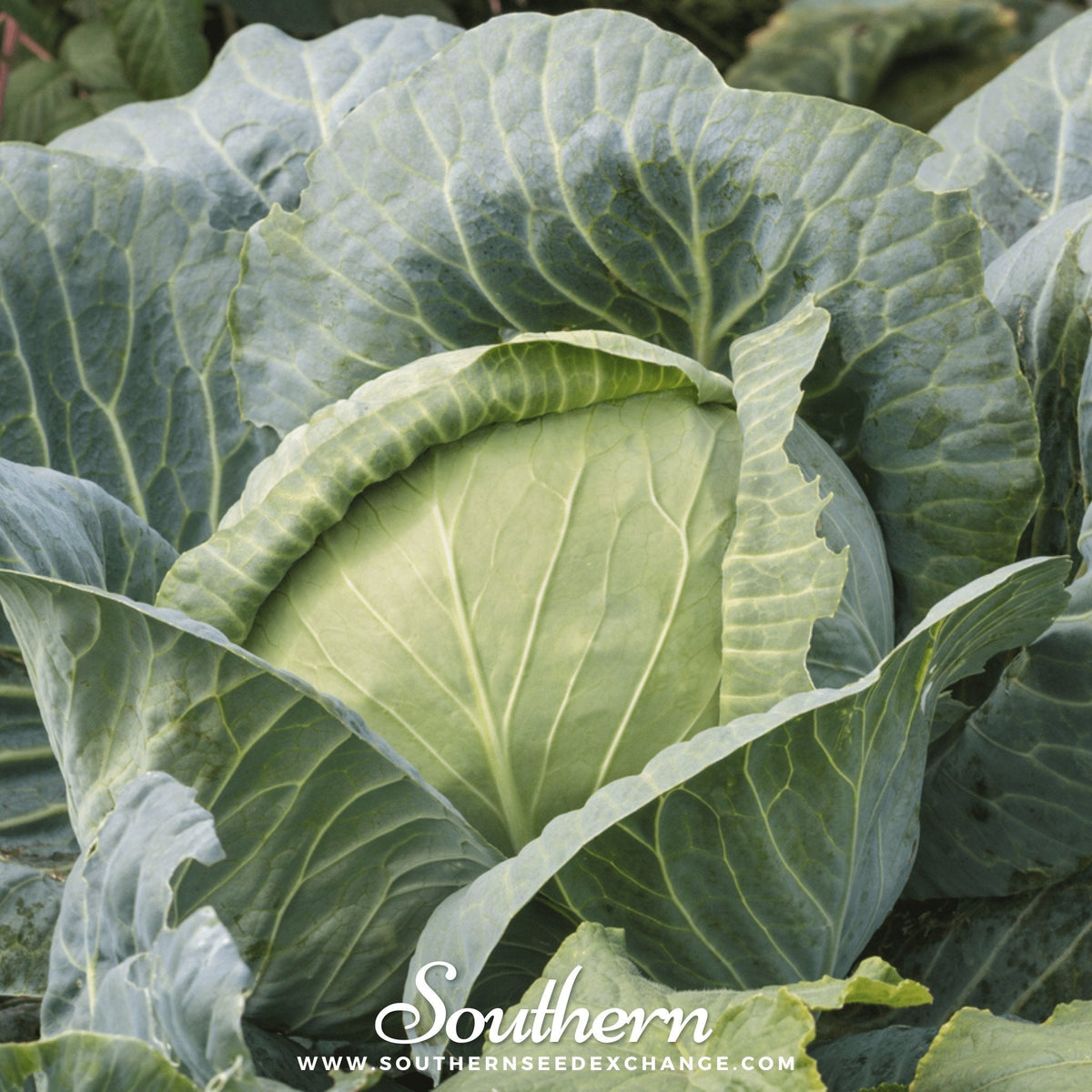 Brunswick Cabbage – 100 Seeds