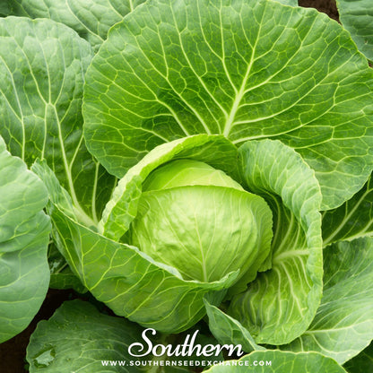 Golden Acre Cabbage – 100 Seeds