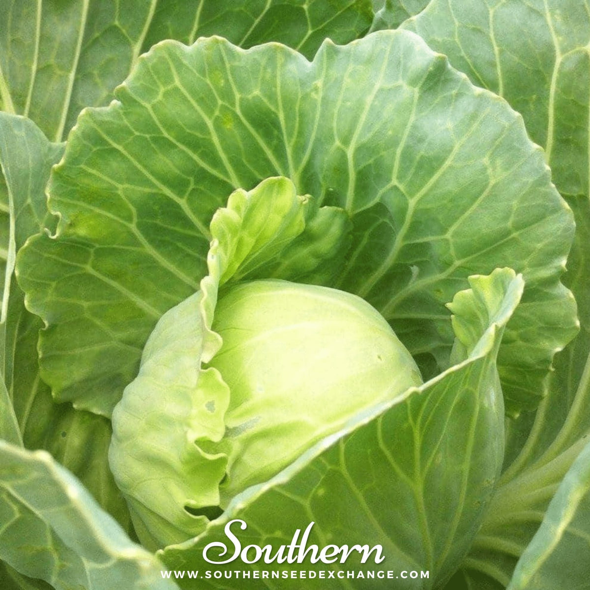 Golden Acre Cabbage – 100 Seeds