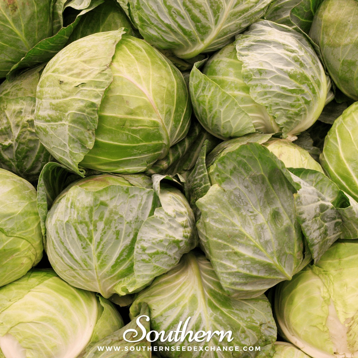 Golden Acre Cabbage – 100 Seeds