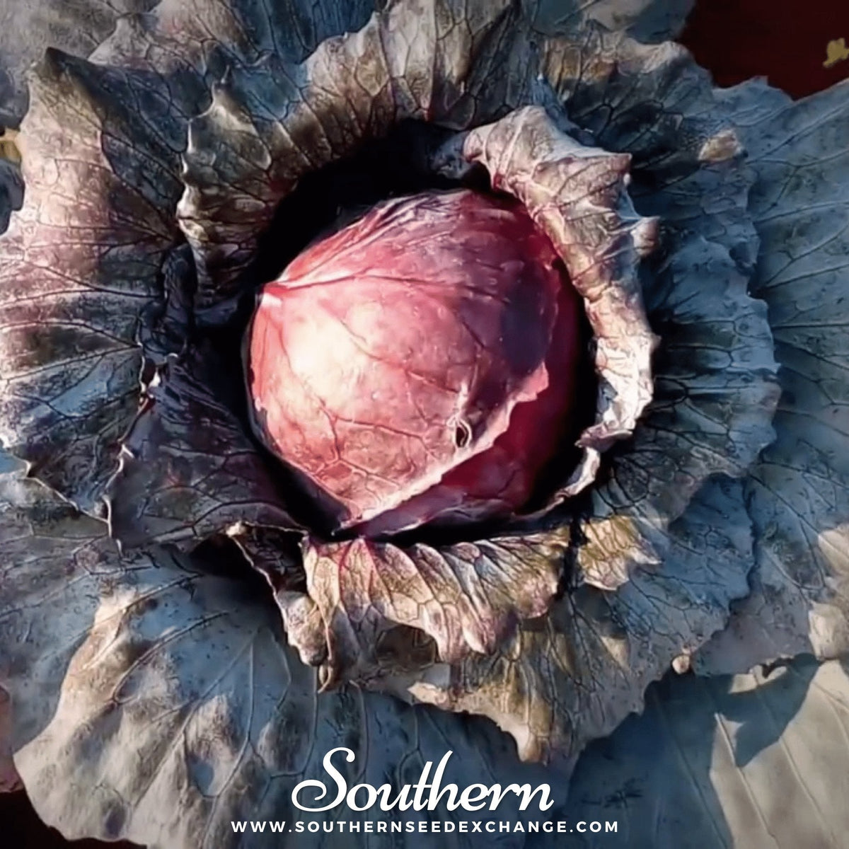 Mammoth Red Rock Cabbage – 100 Seeds