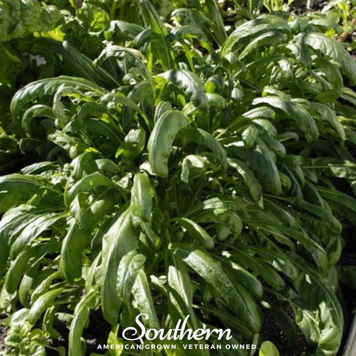 Mibuna Chinese Cabbage – 100 Seeds