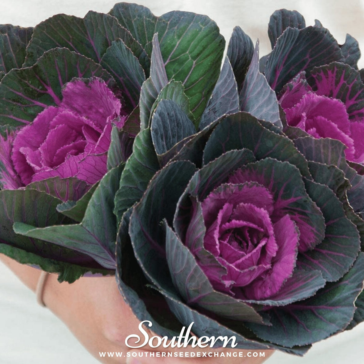 Red Ornamental Cabbage – 10 Seeds
