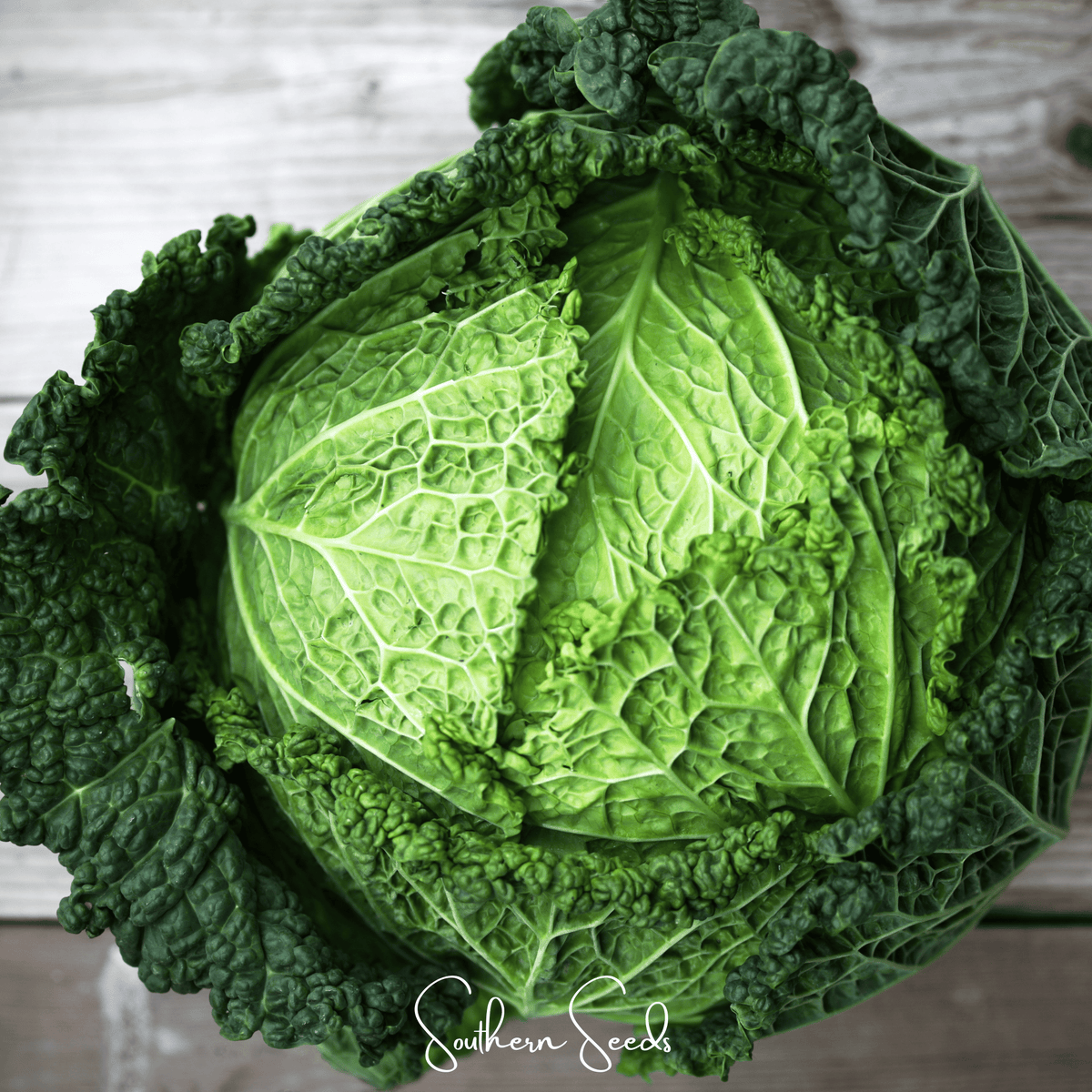 Savoy Cabbage – 100 Seeds