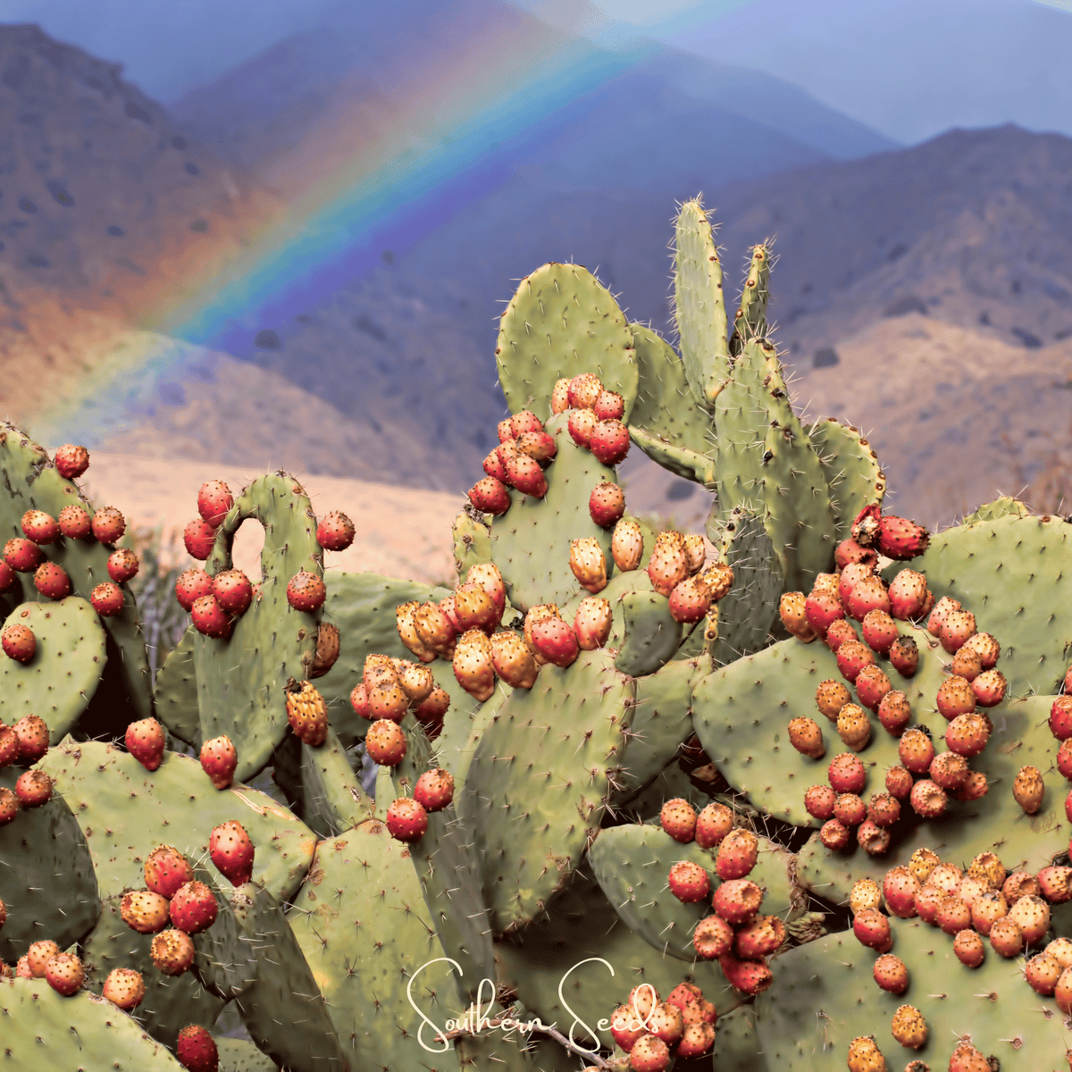 Prickly Pear Cactus – 15 Seeds