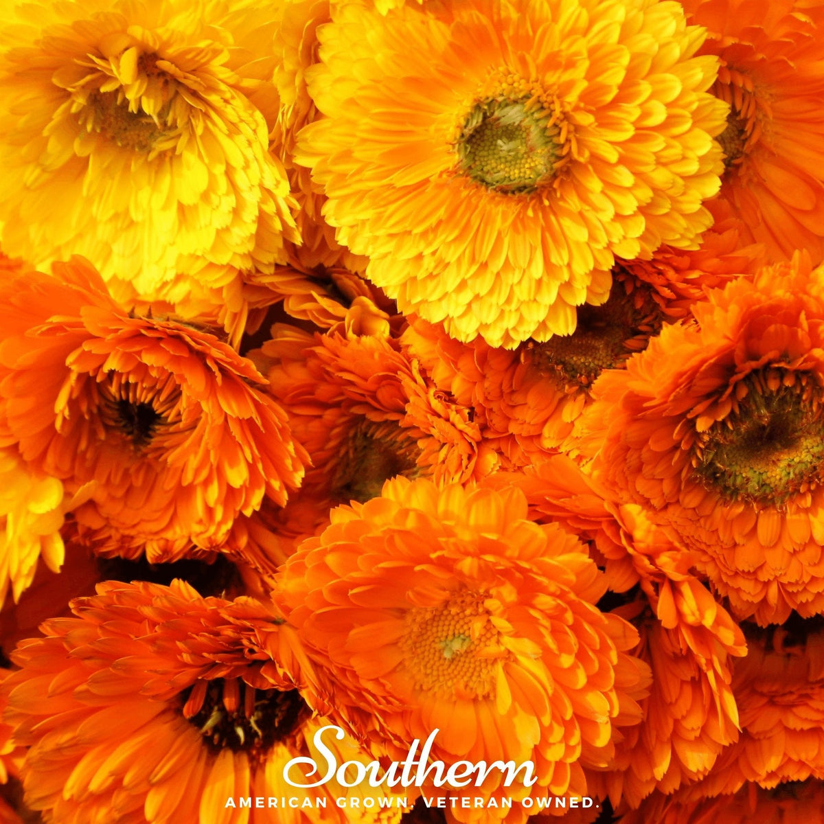 Pacific Beauty Calendula – 100 Seeds