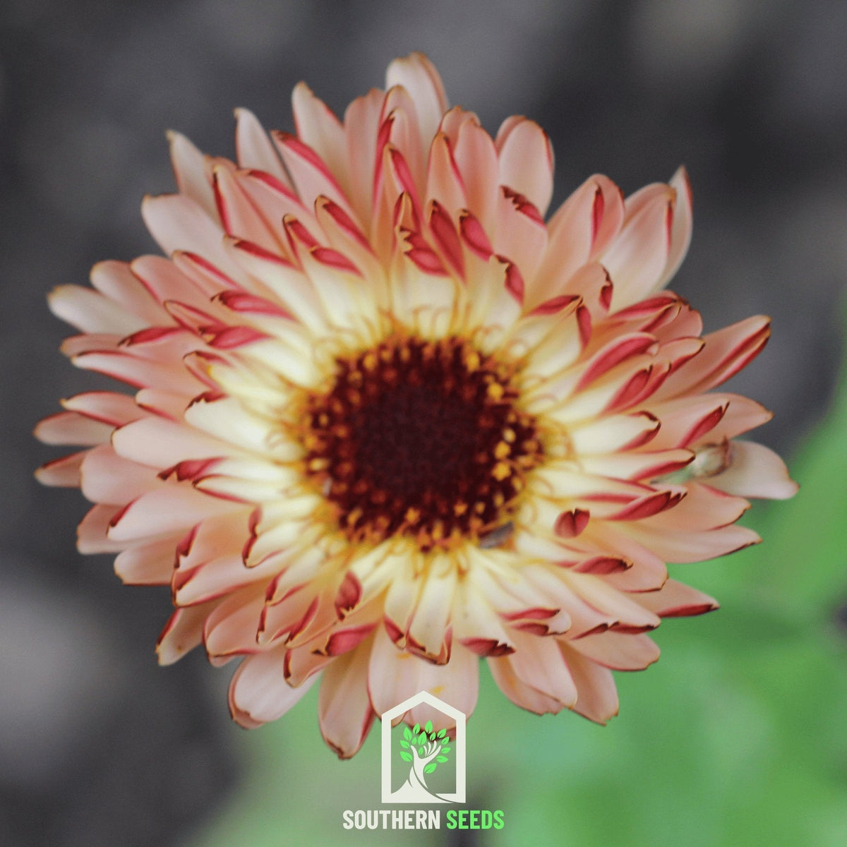 Sunset Buff Calendula – 50 Seeds