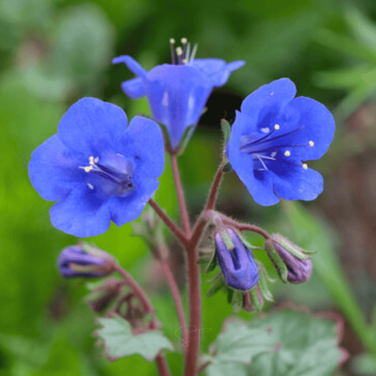 California Bluebell – 500 Seeds