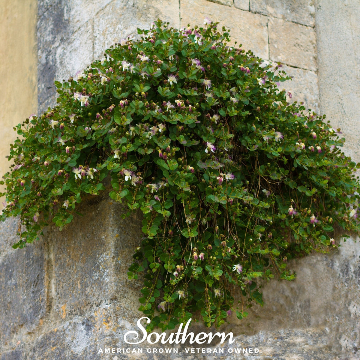 Caper Bush – 10 Seeds