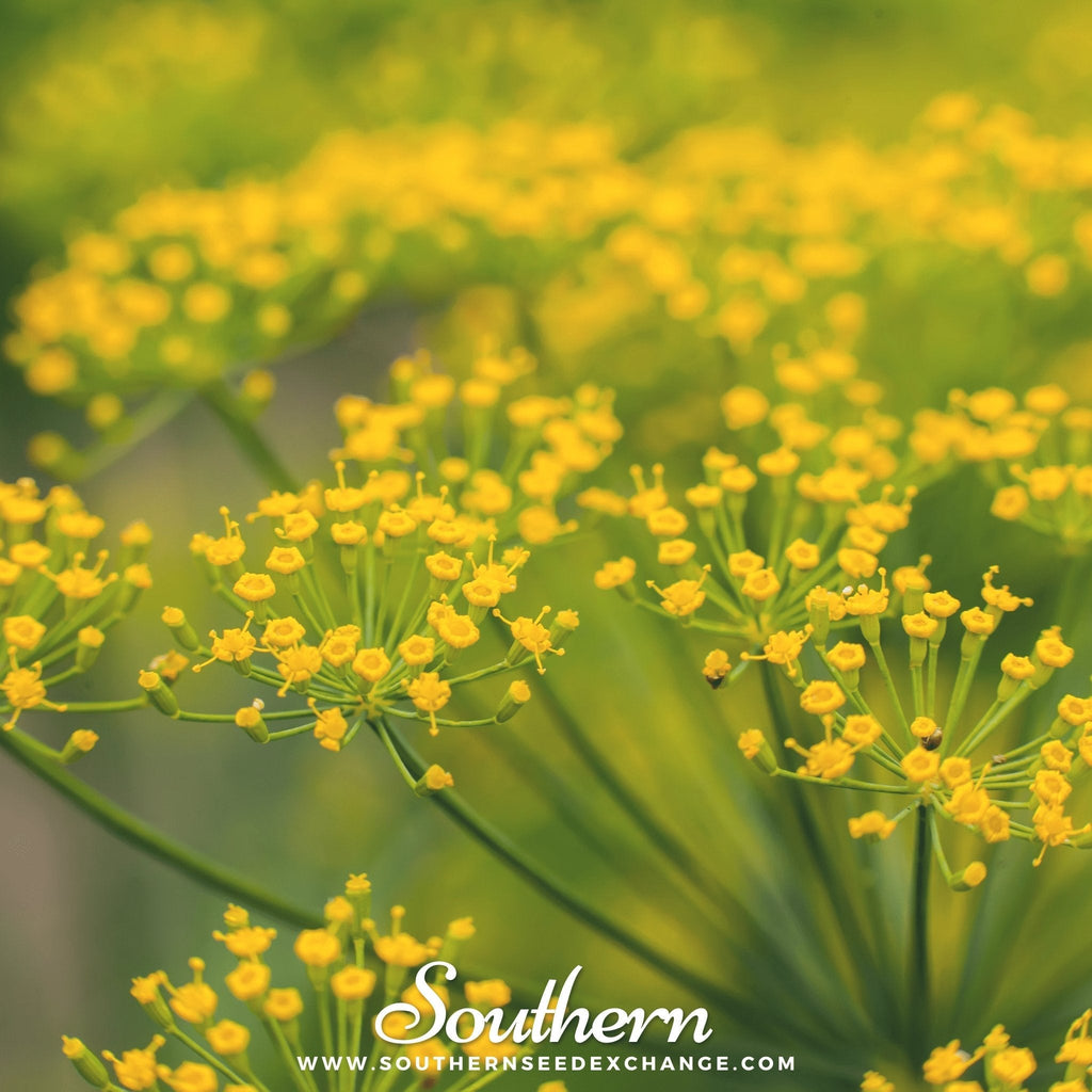 Caraway – 150 Seeds