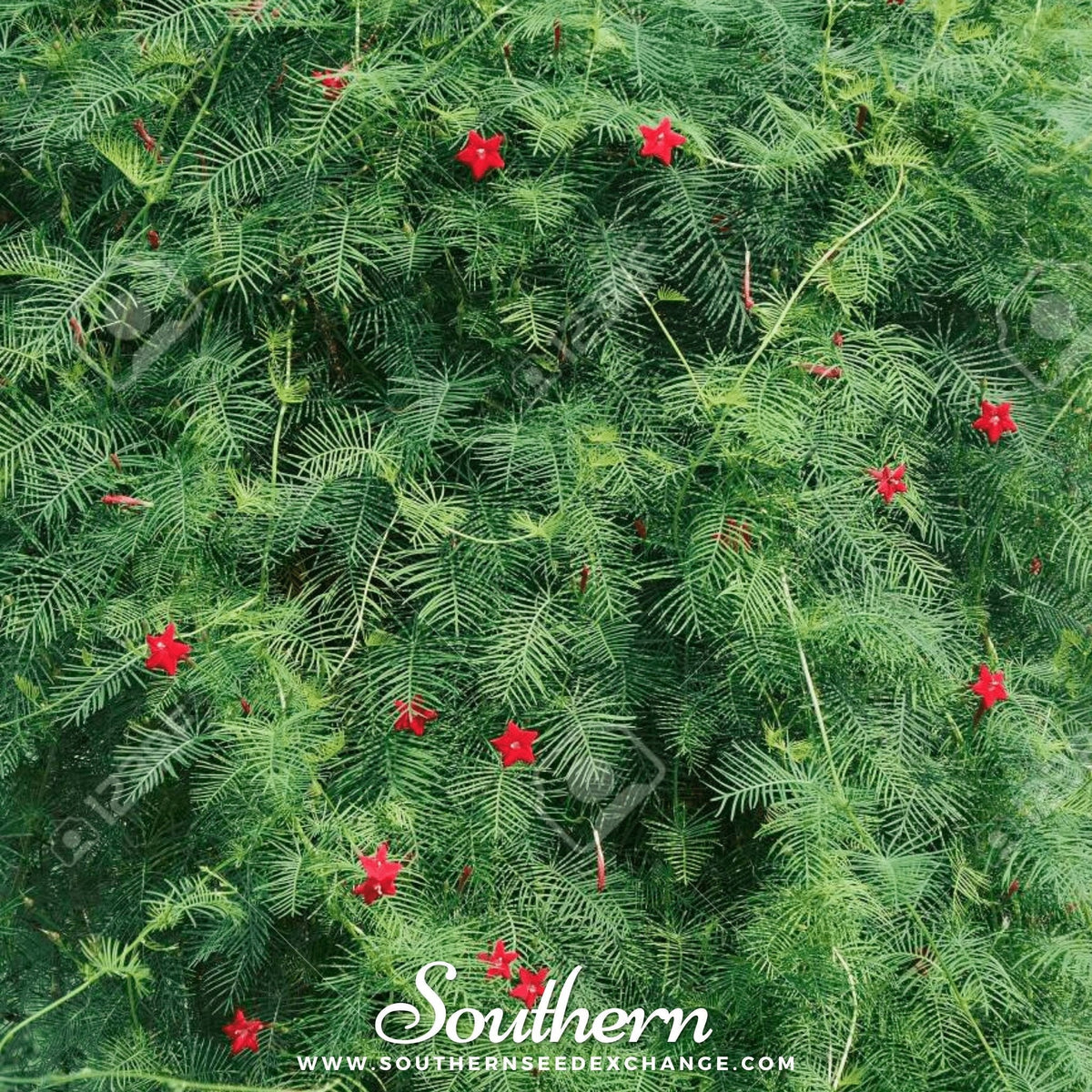 Cardinal Climber – 30 Seeds