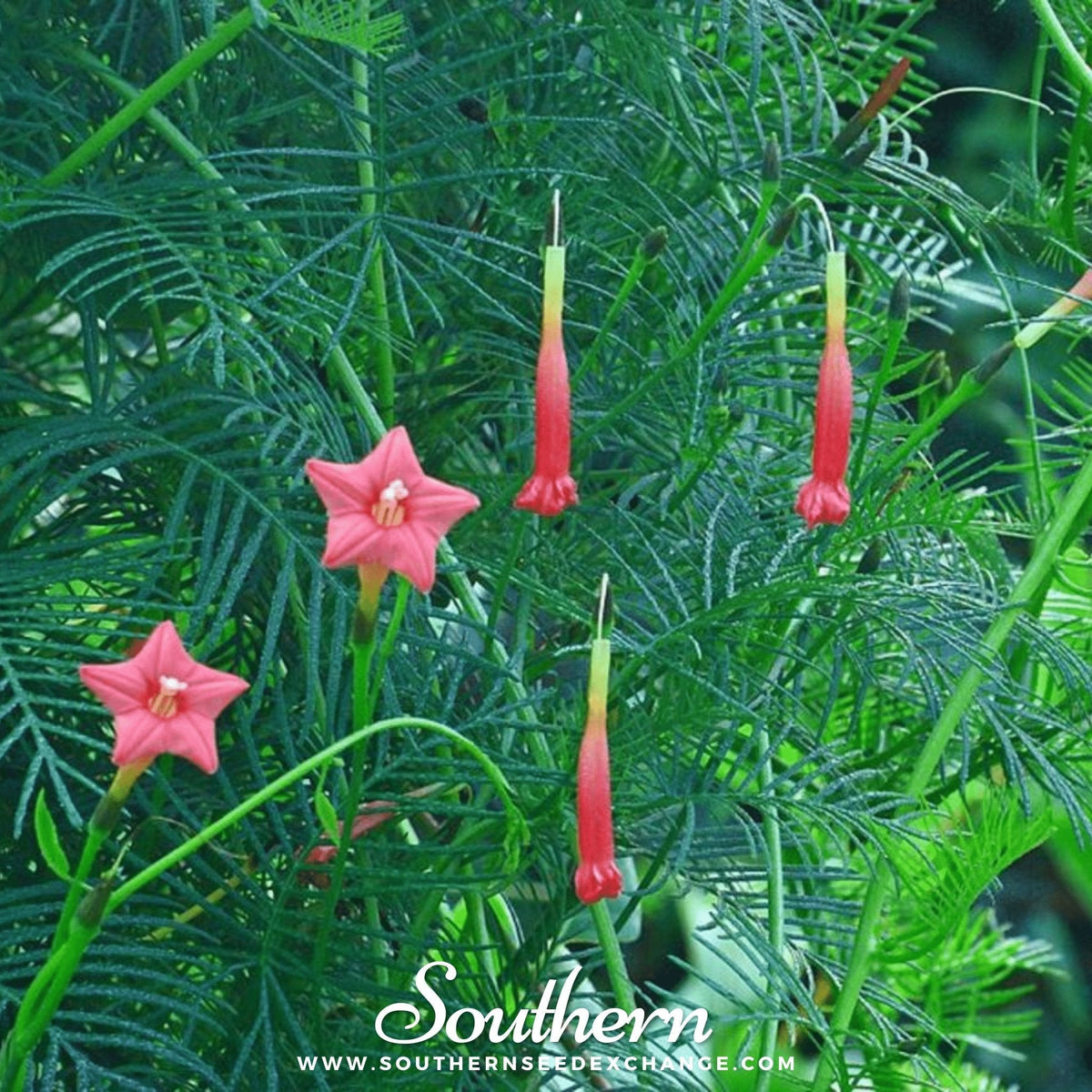 Cardinal Climber – 30 Seeds