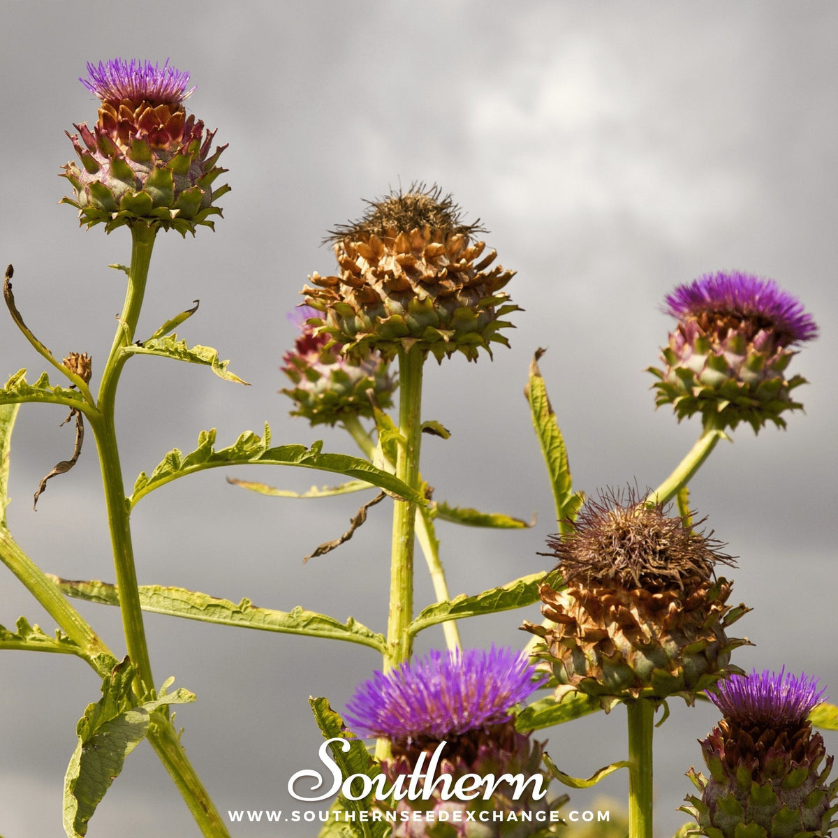 Cardoon – 25 Seeds