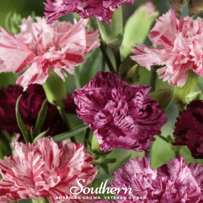 Chabaud Picotee Carnation Mix – 25 Seeds