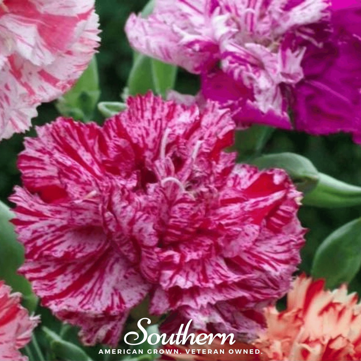 Chabaud Picotee Carnation Mix – 25 Seeds