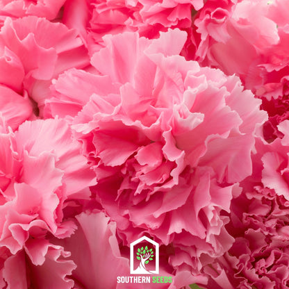 Rose Grenadin Carnation – 25 Seeds