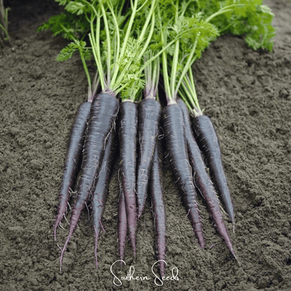 Black Nebula Carrot – 250 Seeds