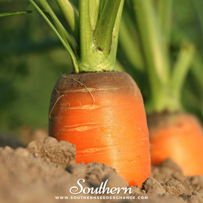 Imperator 58 Carrot – 250 Seeds