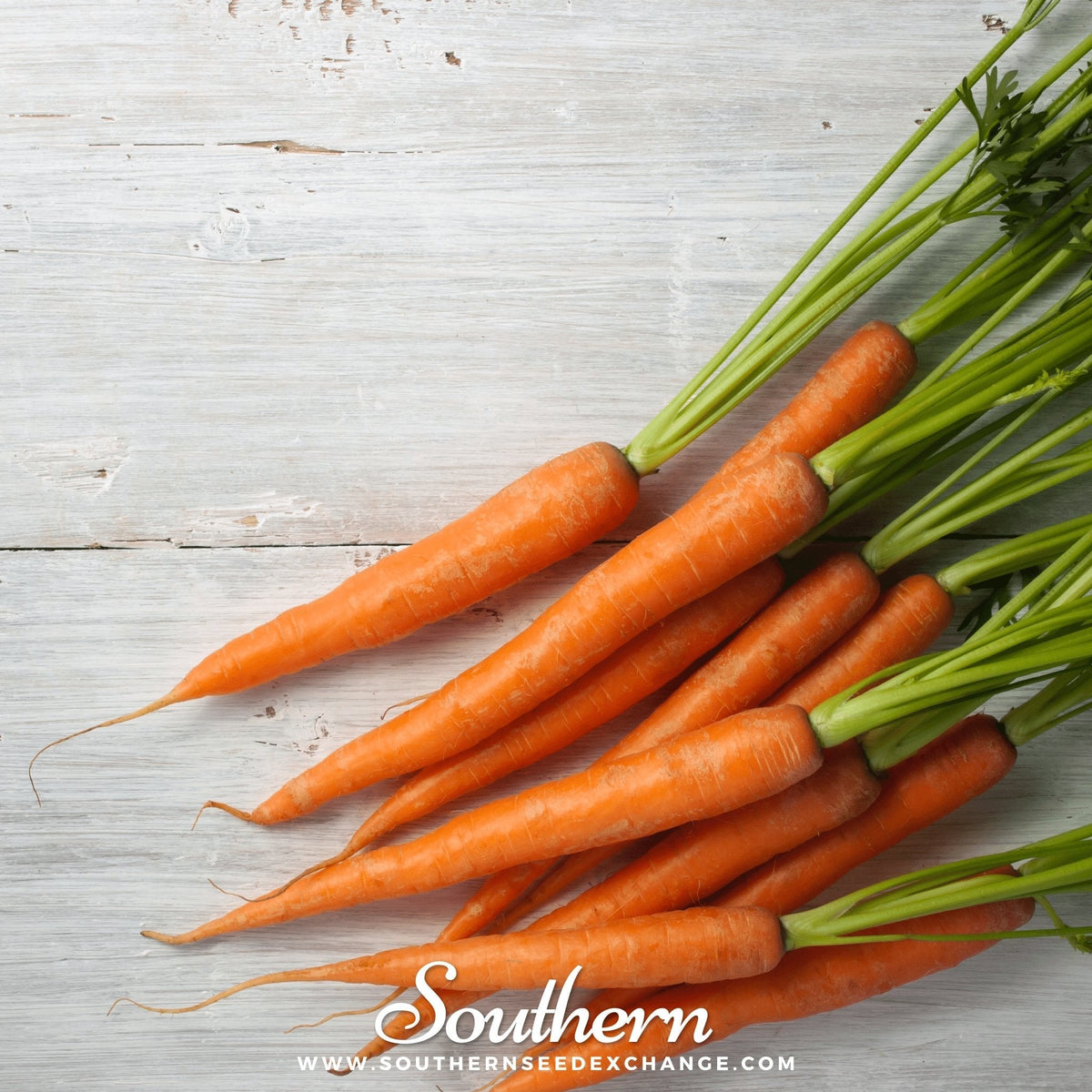 Imperator 58 Carrot – 250 Seeds