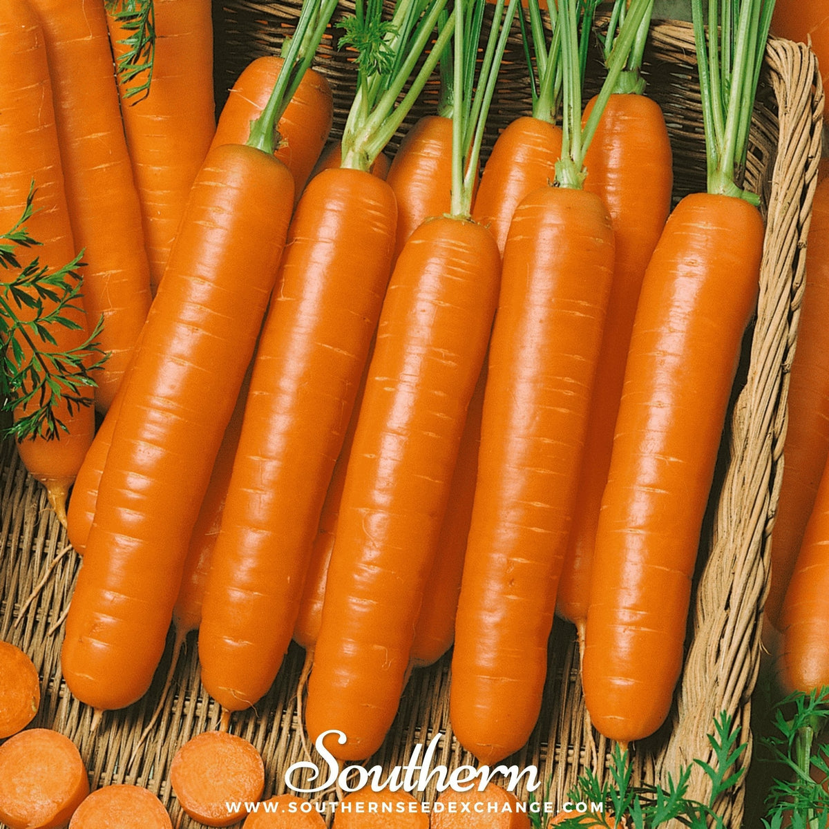 Little Finger Carrot – 250 Seeds