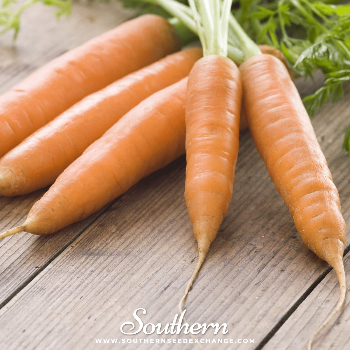 Little Finger Carrot – 250 Seeds