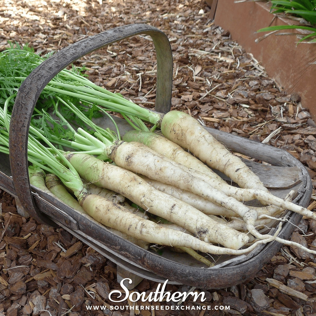 Lunar White Carrot – 250 Seeds