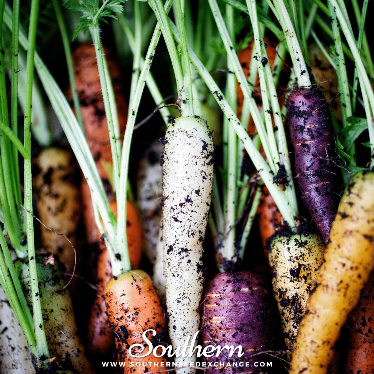 Rainbow Carrot – 100 Seeds