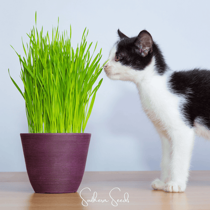 Cat Grass – 50 Seeds