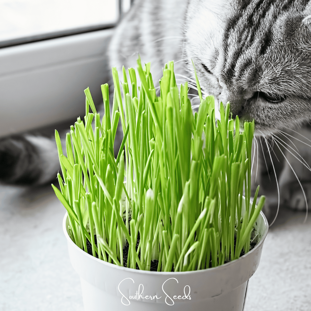 Cat Grass – 50 Seeds