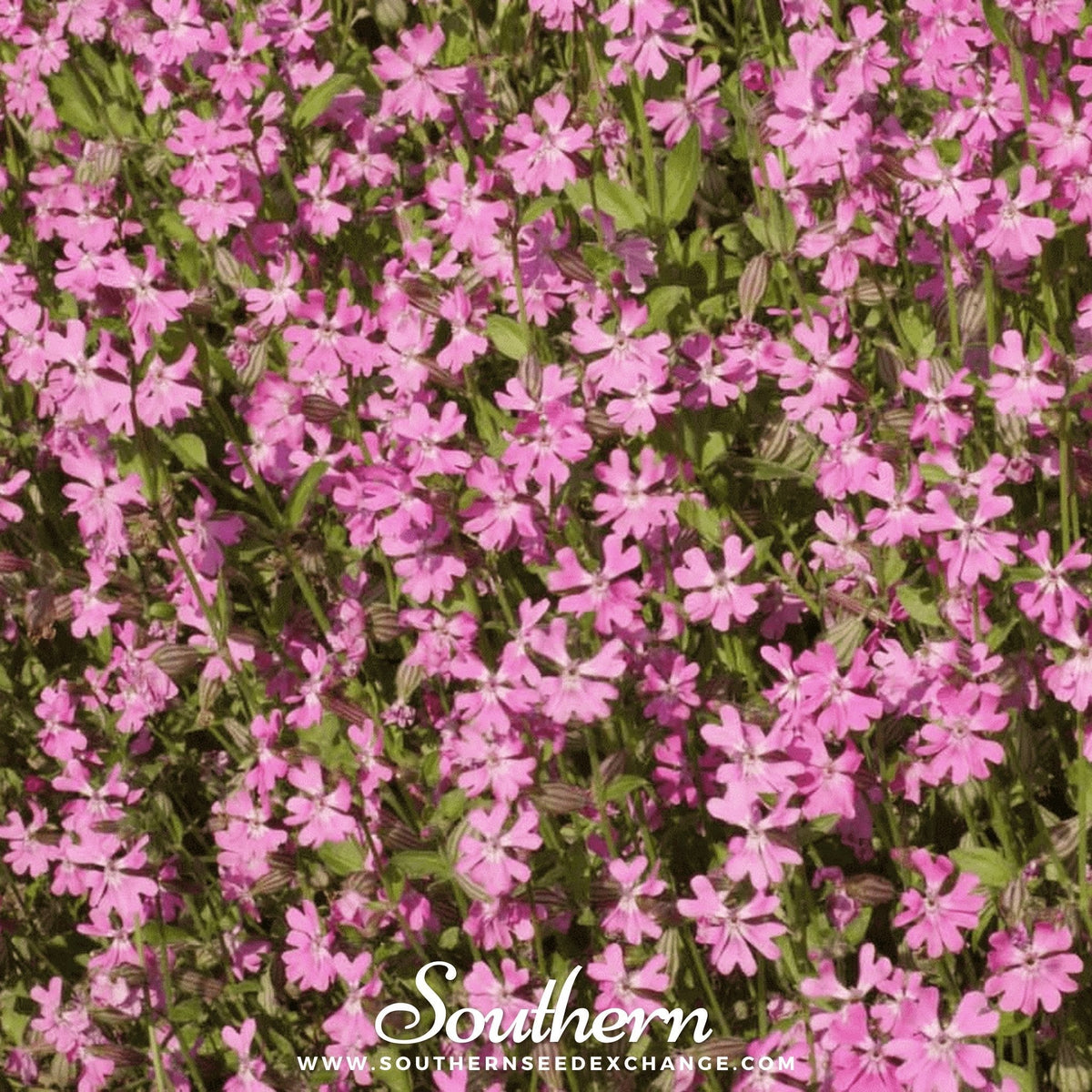 Nodding Catchfly – 100 Seeds