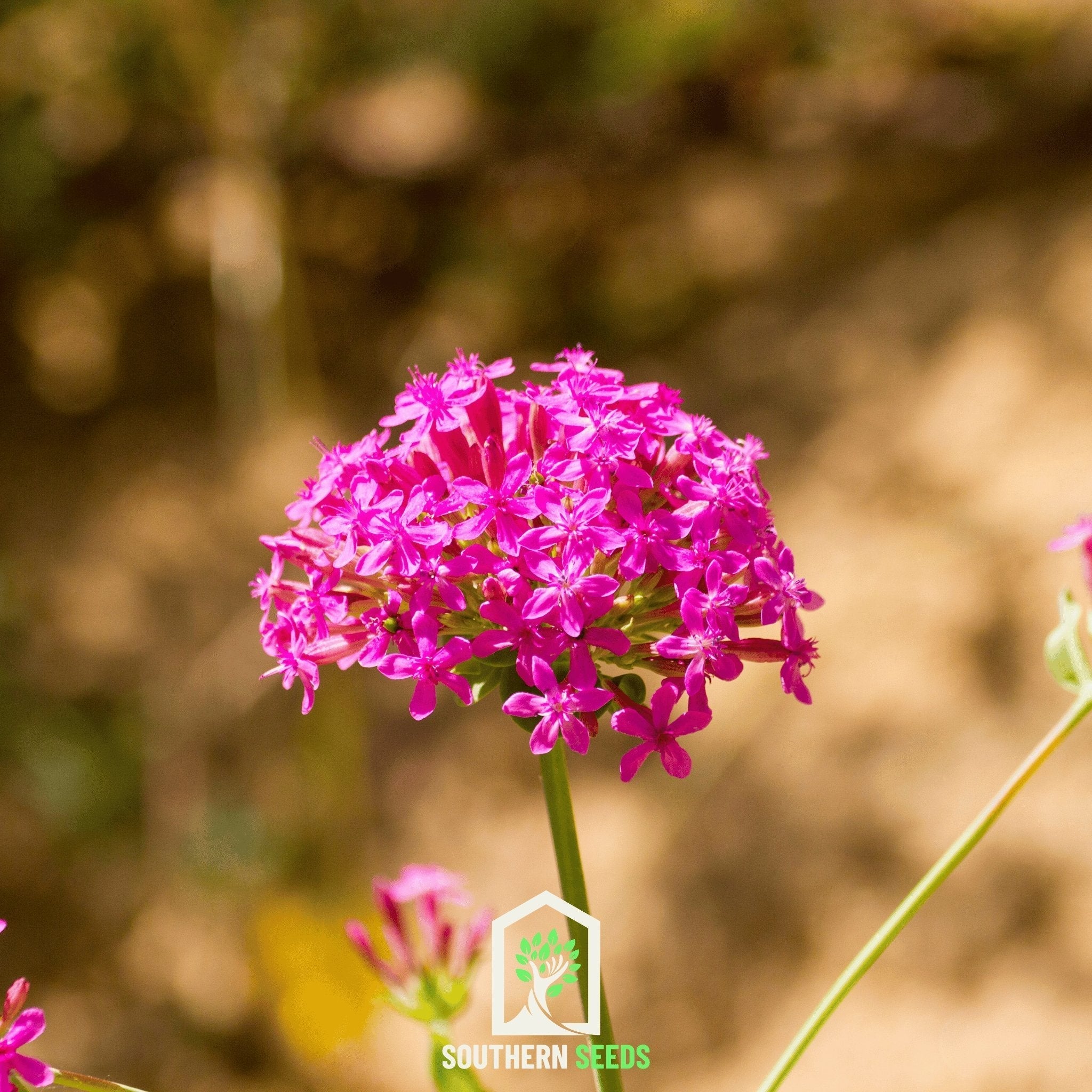 None So Pretty Catchfly – 250 Seeds