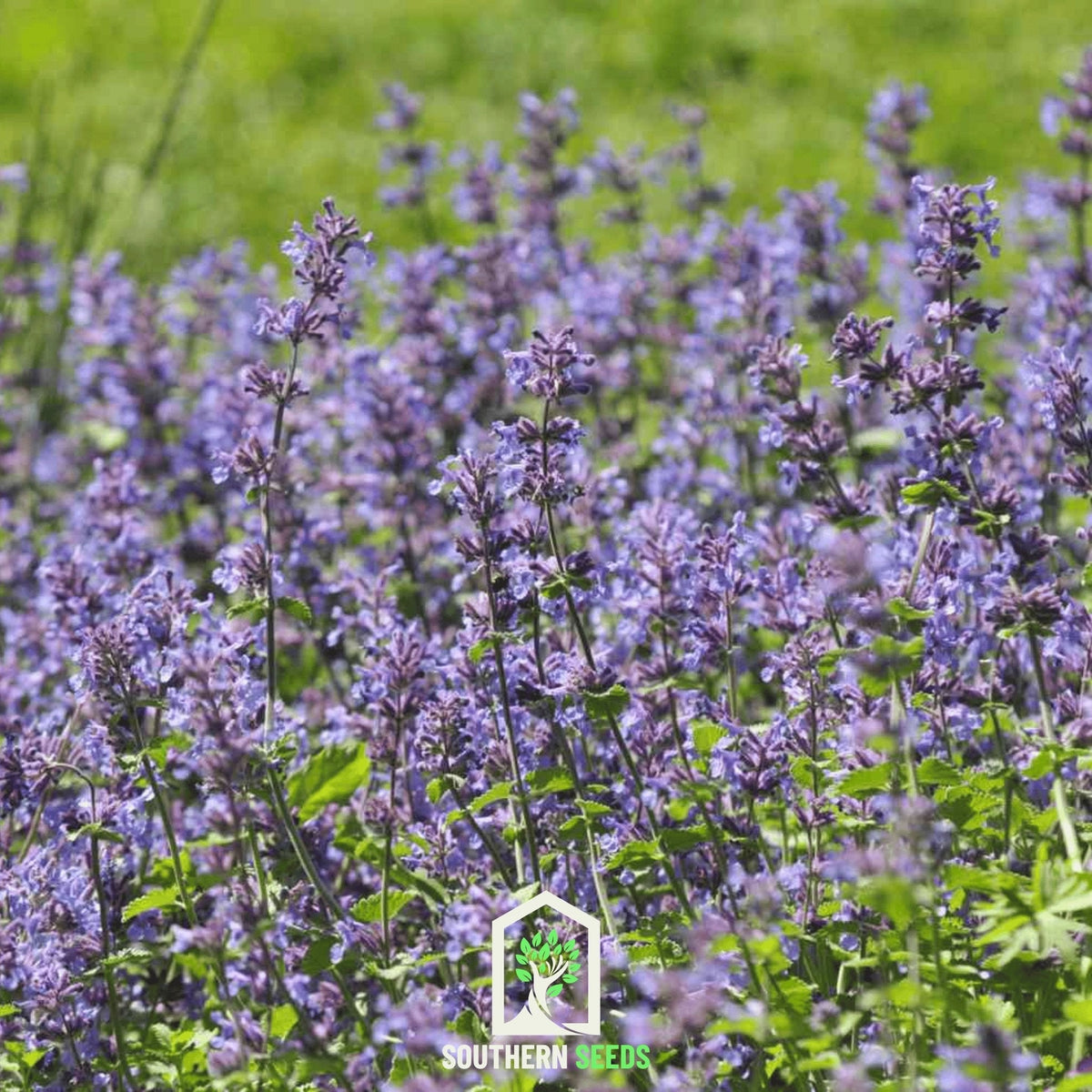 Catmint – 100 Seeds