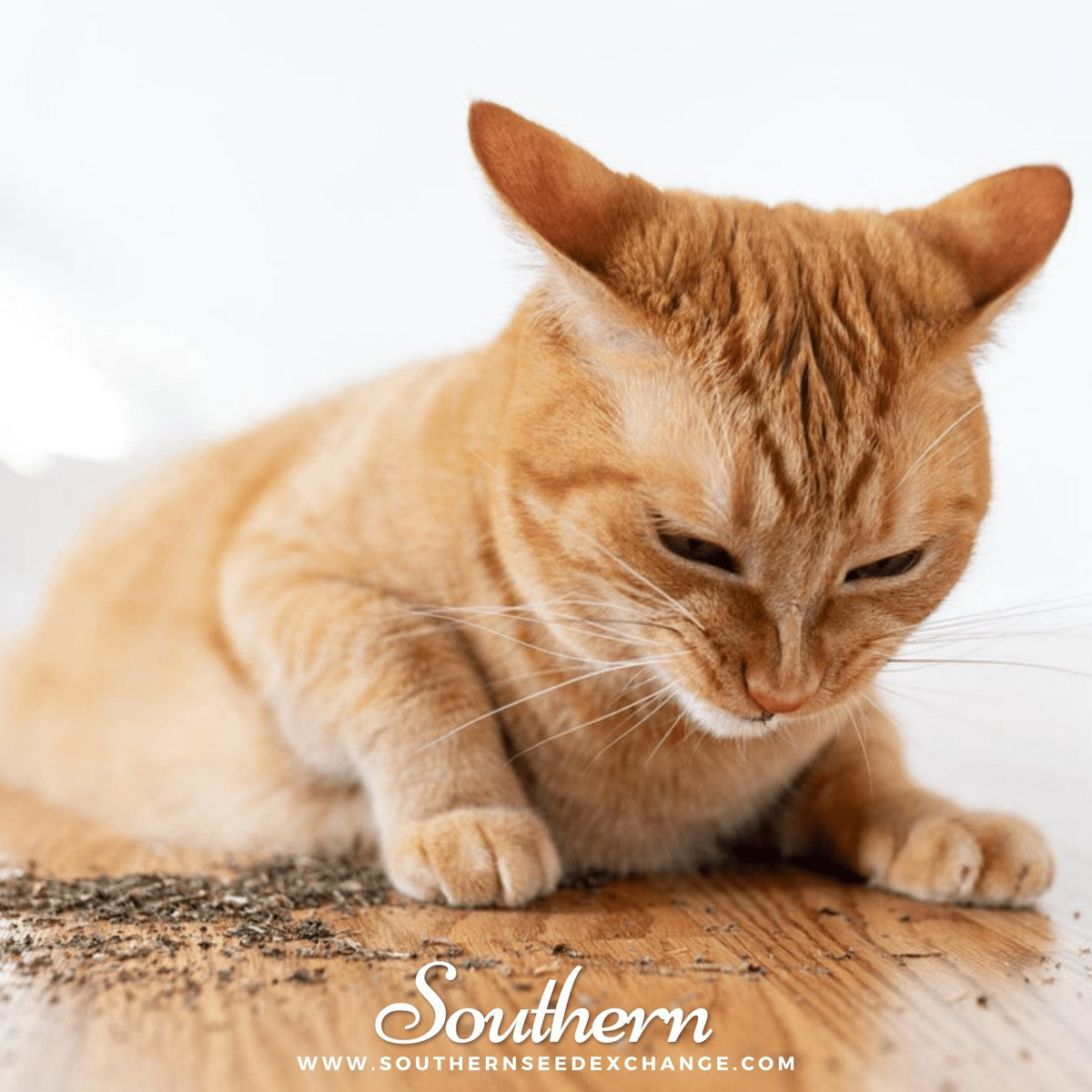 Catnip – 250 Seeds
