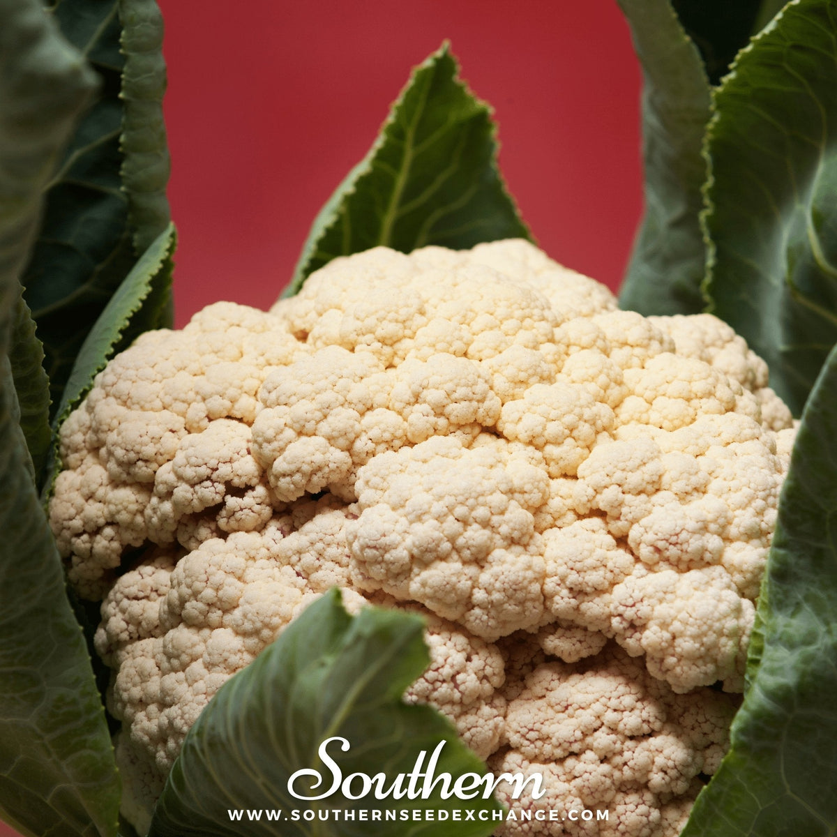 Snowball Y Improved Cauliflower – 200 Seeds