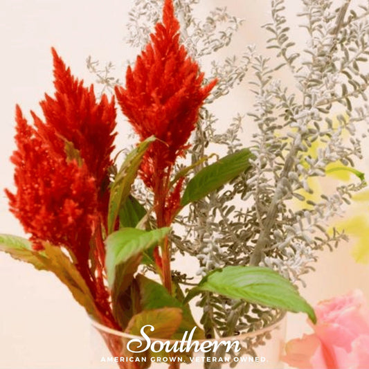 Nana Glitter Scarlet Celosia – 30 Seeds