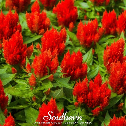 Nana Glitter Scarlet Celosia – 30 Seeds