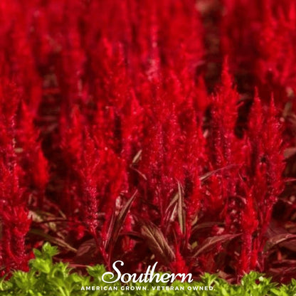 Nana Glitter Scarlet Celosia – 30 Seeds