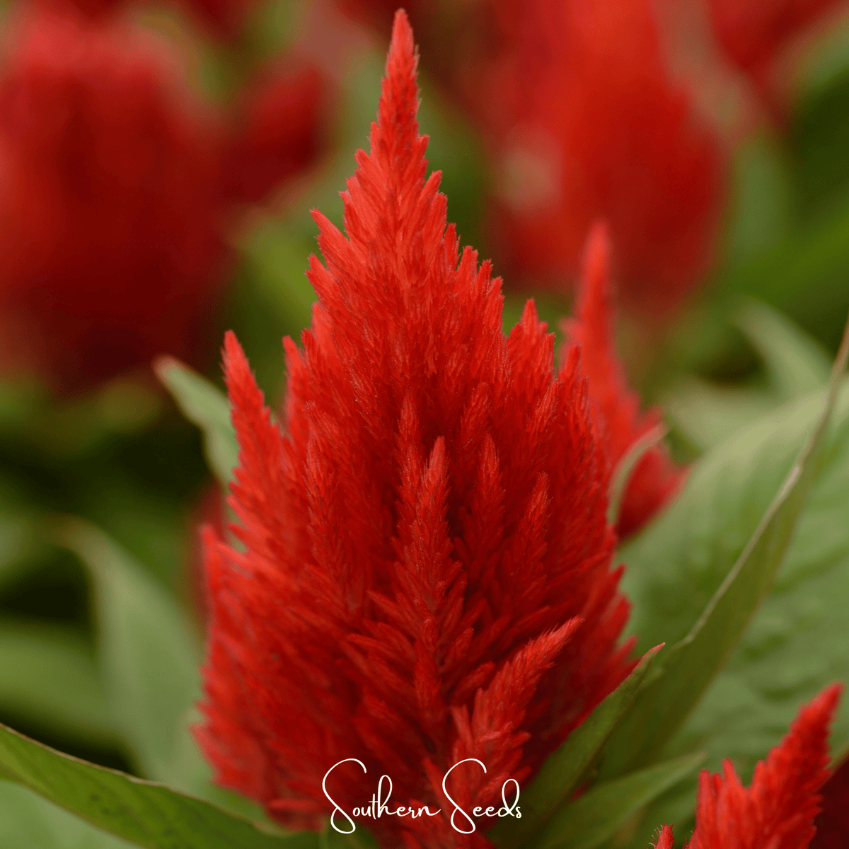 Scarlet Plume Celosia – 100 Seeds