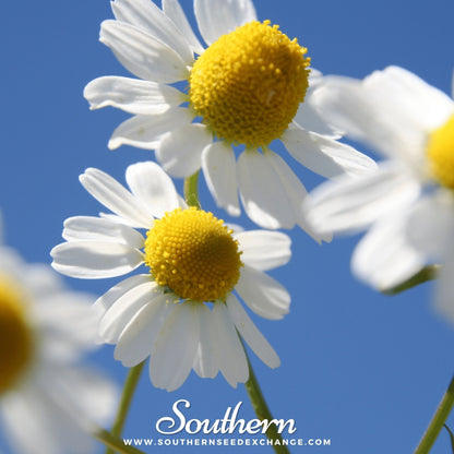 German Chamomile – 200 Seeds
